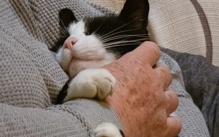 Felinoterapia. Na czym polega leczenie kotem?
