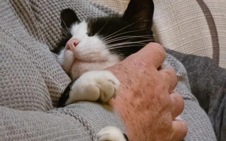 Felinoterapia. Na czym polega leczenie kotem?