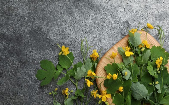  Jaskółcze ziele. Pomaga czy szkodzi?    