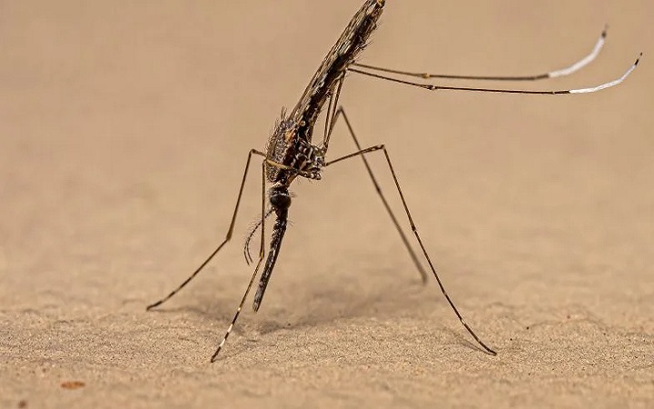  Malaria. Jak się objawia? Czy jest zaraźliwa?    