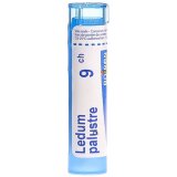 Boiron Ledum palustre 9 CH, granulki, 4 g - miniaturka zdjęcia produktu