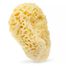 Hhuumm, naturalna gąbka morska do kąpieli, żółta, 01H, 17,5 cm- miniaturka 2 zdjęcia produktu