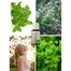 Hebda, olejek eteryczny z dzikiego oregano, 15 ml - miniaturka 2 zdjęcia produktu