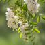 Medica Herbs Rutyna, 60 kapsułek - miniaturka 3 zdjęcia produktu